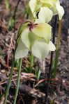 Yellow trumpets